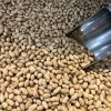 agil-soya
